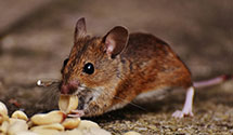 24 Hour & Emergency Exterminators in Bartlett, TN